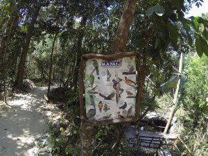 Mayan Xtreme birds