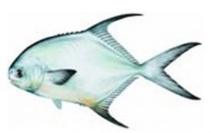 permit