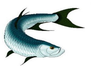 tarpon