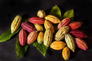 Chocolate Cacao History origin
