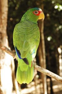 Aktun Chen Tulum Park Cenotes