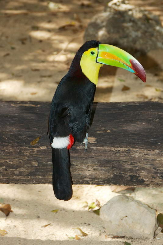 Aktun Chen Tulum Park Cenotes