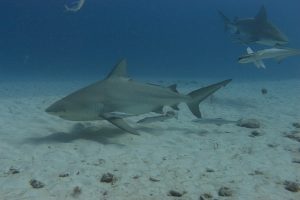 Dive with sharks