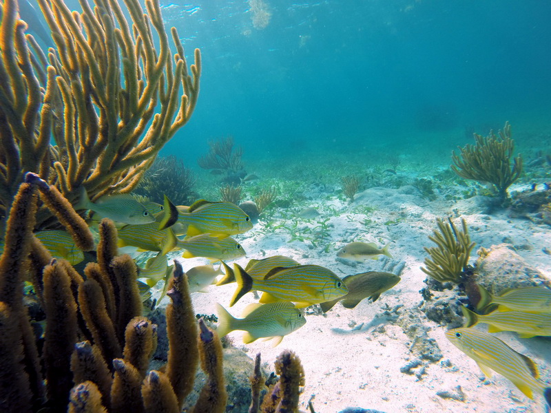 Snorquel Puerto Morelos 2