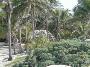 Siankaan jungle