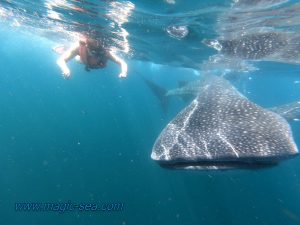 whale shark