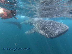 whale shark swim