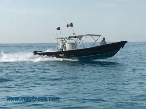 whale shark boat