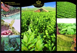 plantation tobacco