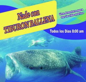 Nado tiburon ballena
