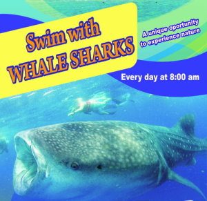 Whale shark swim tour