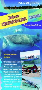 Nado tiburon ballena