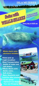Whale shark swim tour flyer