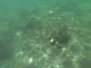 Akumal Turtles